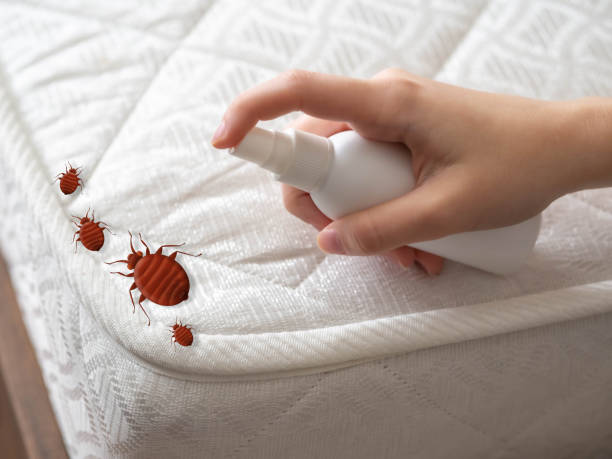 Best Spider Control Near Me  in Highland Lakes, AL