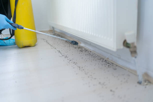 Best Mosquito Control Services  in Highland Lakes, AL